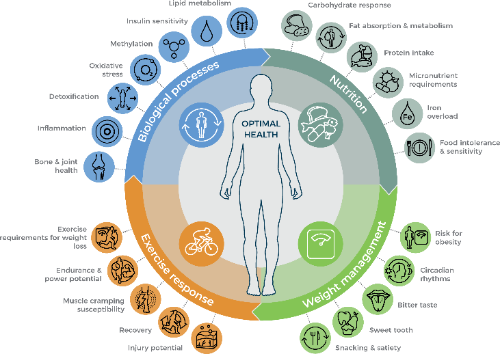 DNA Core DNAlysis - personalised health and DNA analysis diagram covering nutrition, exercise response and weight management